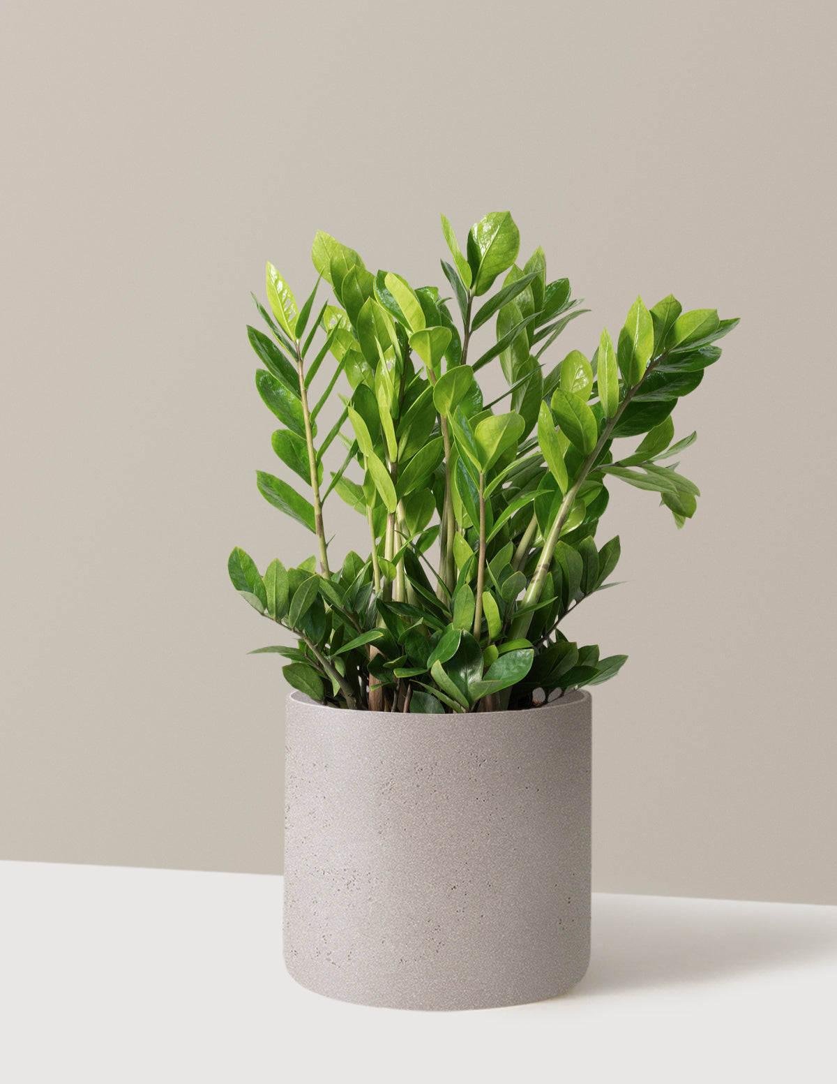 ZZ Bitkisi (Zamioculcas zamiifolia)