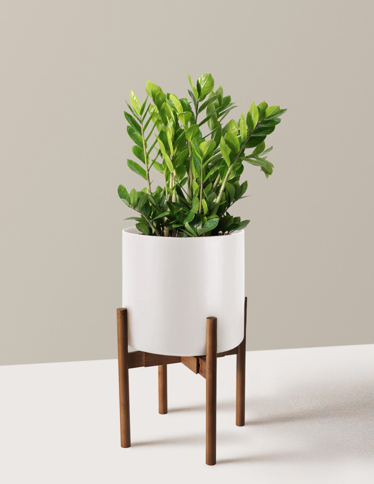 ZZ Bitkisi (Zamioculcas zamiifolia)