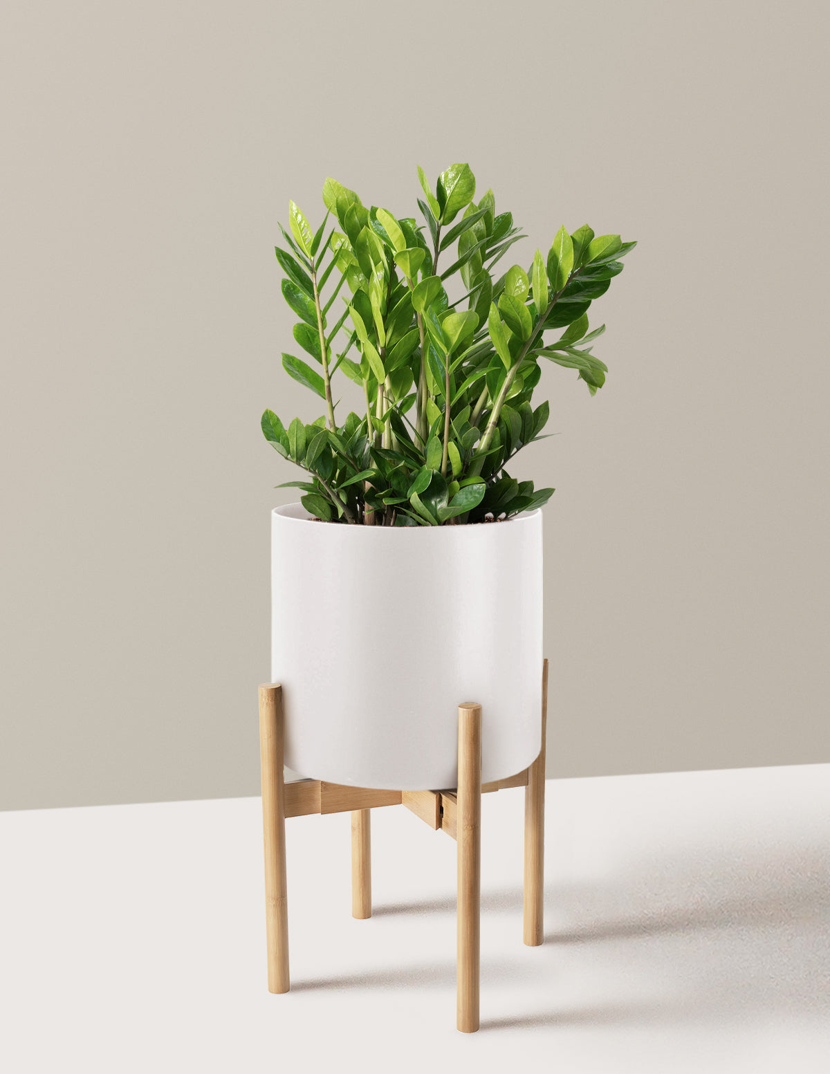 ZZ Bitkisi (Zamioculcas zamiifolia)