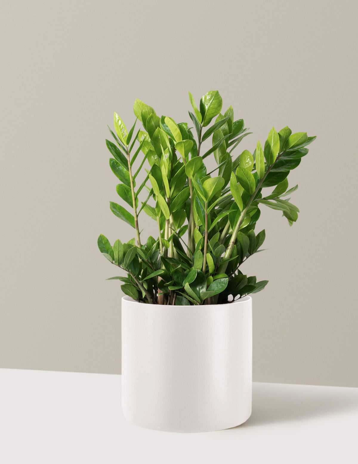 ZZ Bitkisi (Zamioculcas zamiifolia)