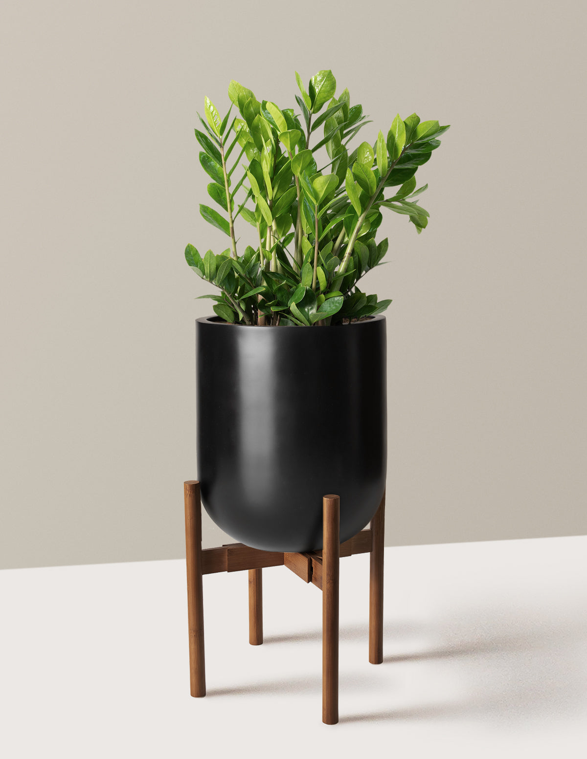 ZZ Bitkisi (Zamioculcas zamiifolia)