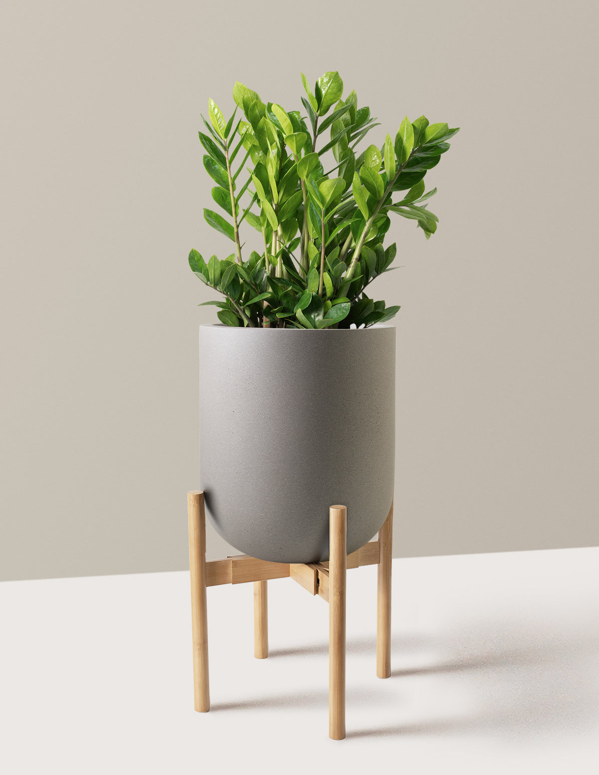 ZZ Bitkisi (Zamioculcas zamiifolia)