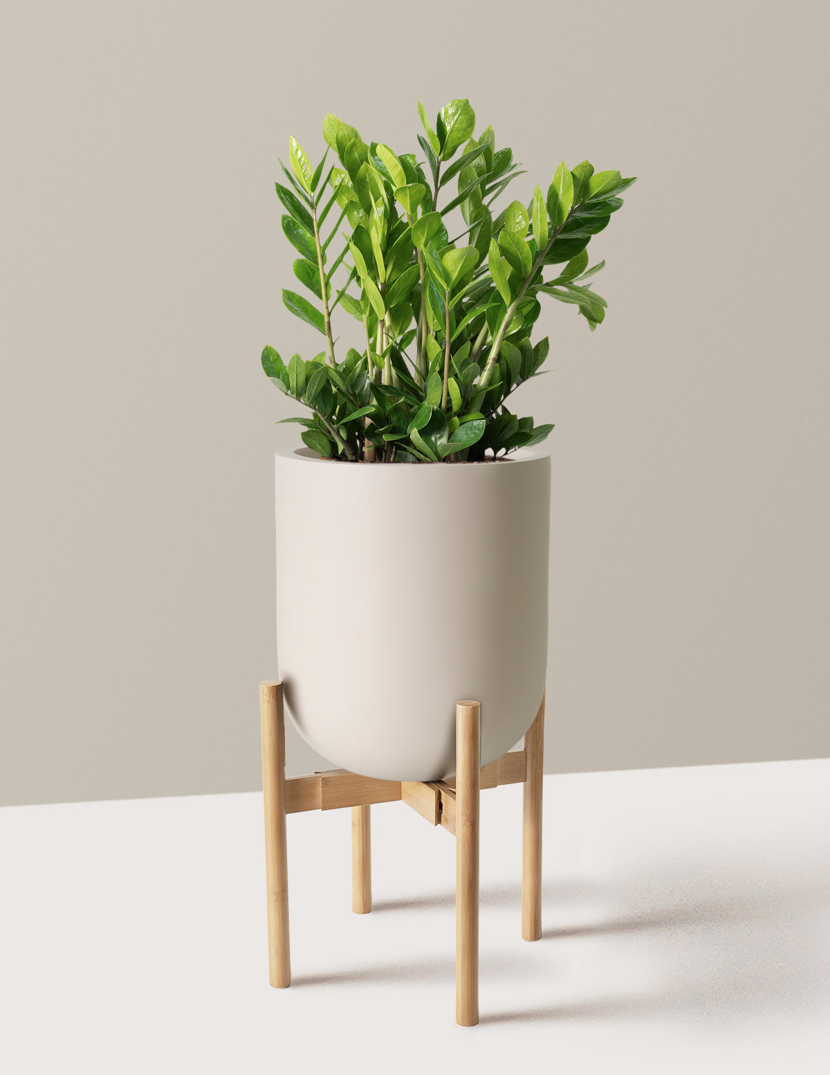 ZZ Bitkisi (Zamioculcas zamiifolia)