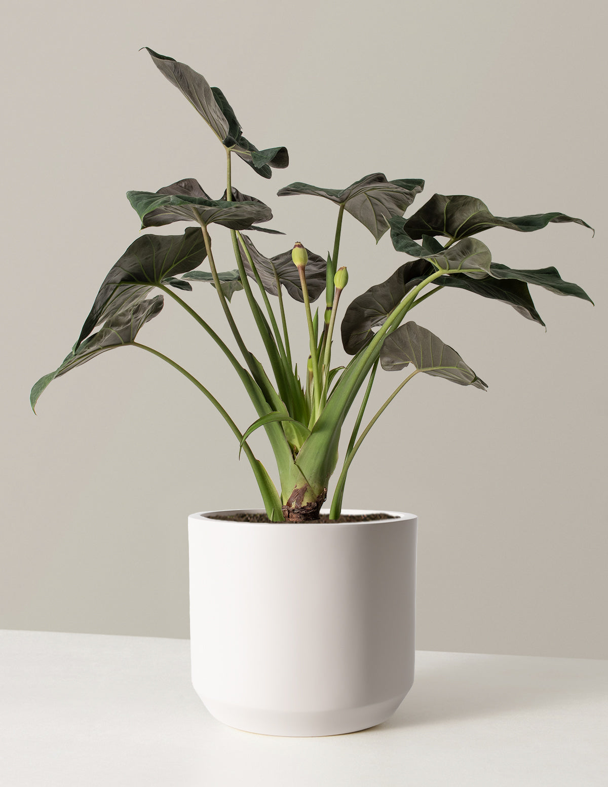 Büyük Alocasia Regal Shield