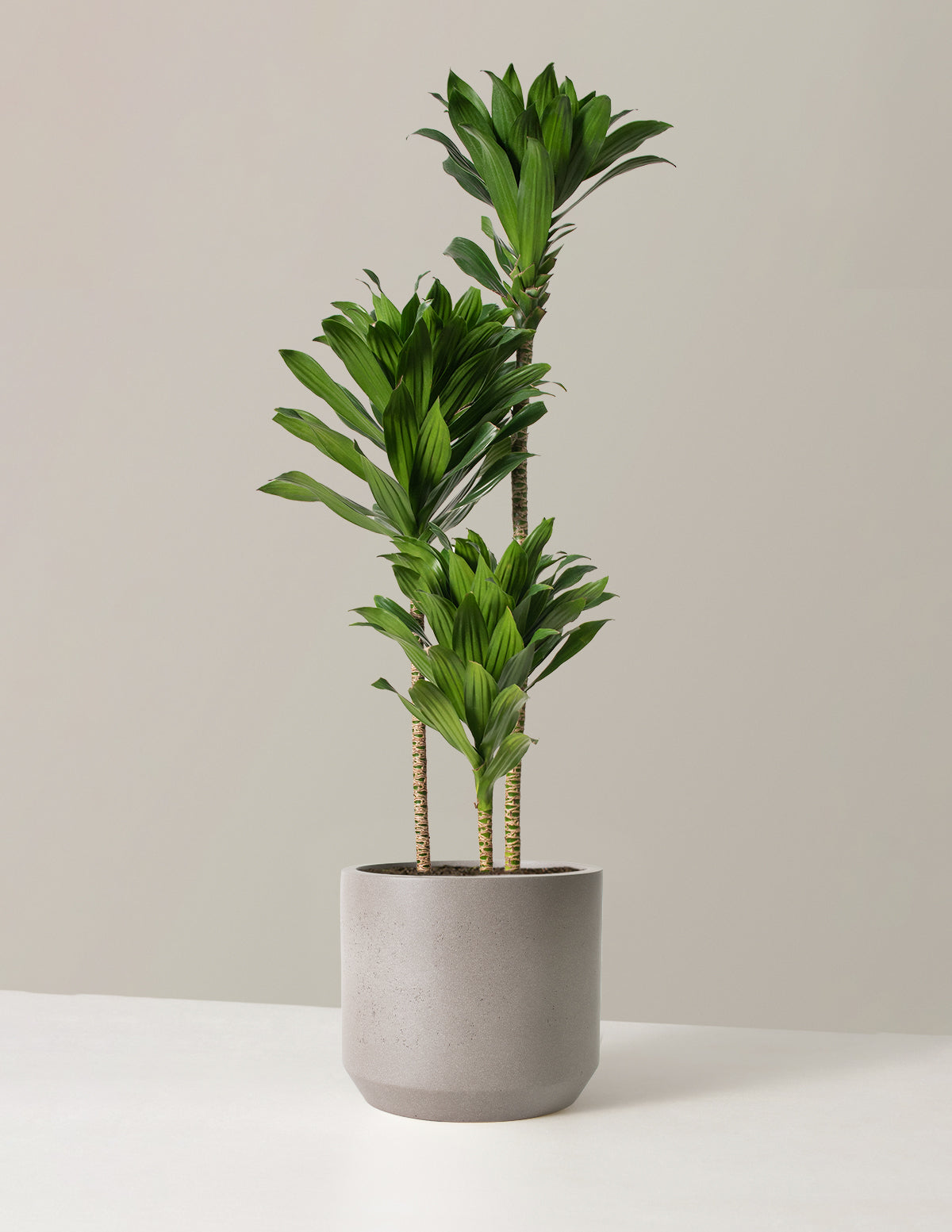 Büyük Dracaena Compacta Cane