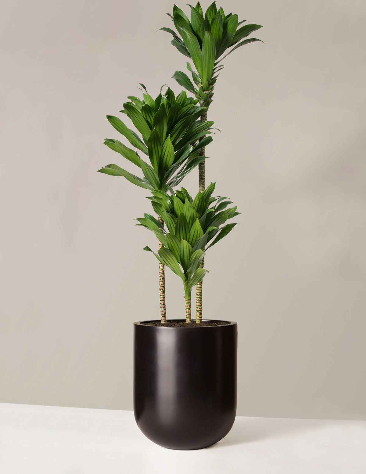 Büyük Dracaena Compacta Cane