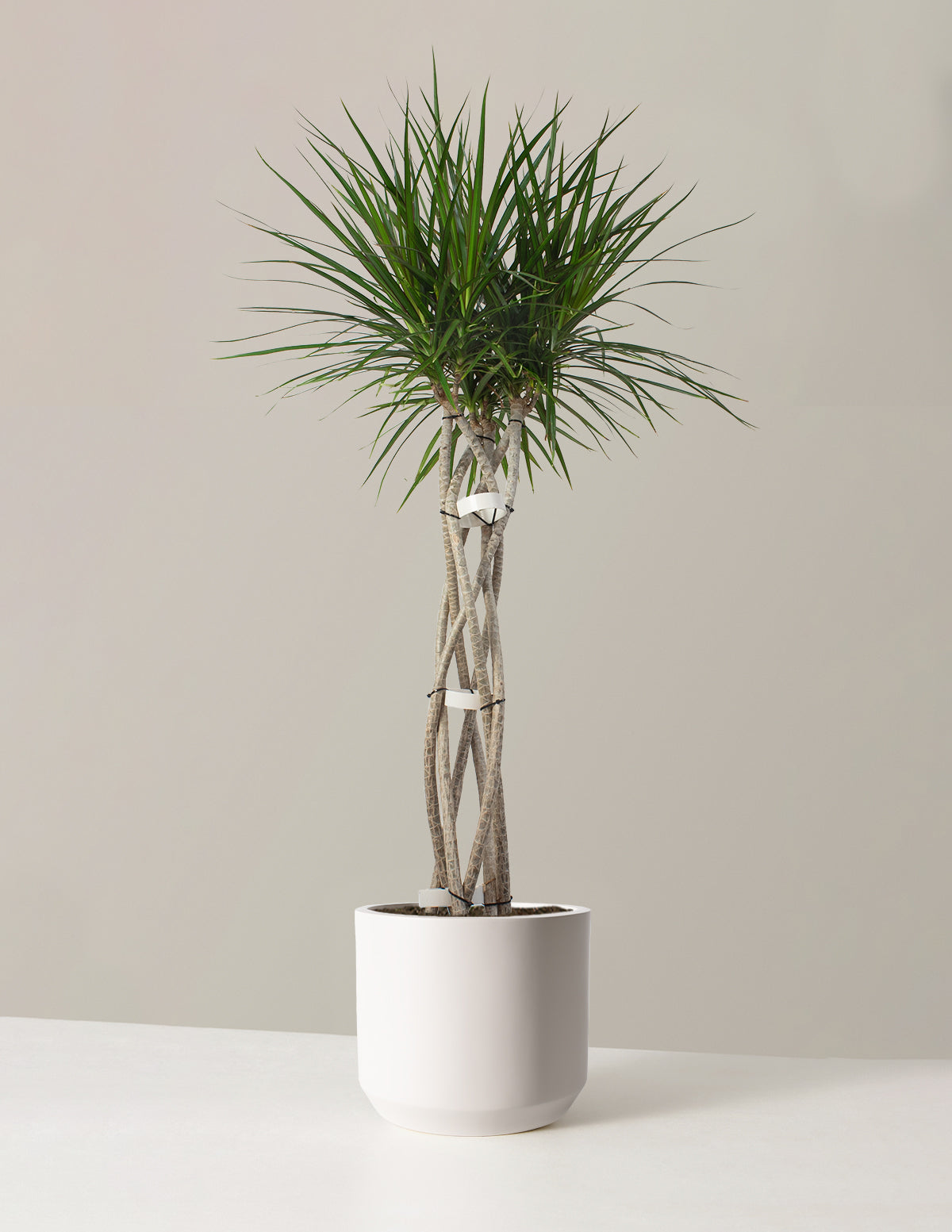 Dracaena Marginata Örgü Gövdeli (Open Weave)