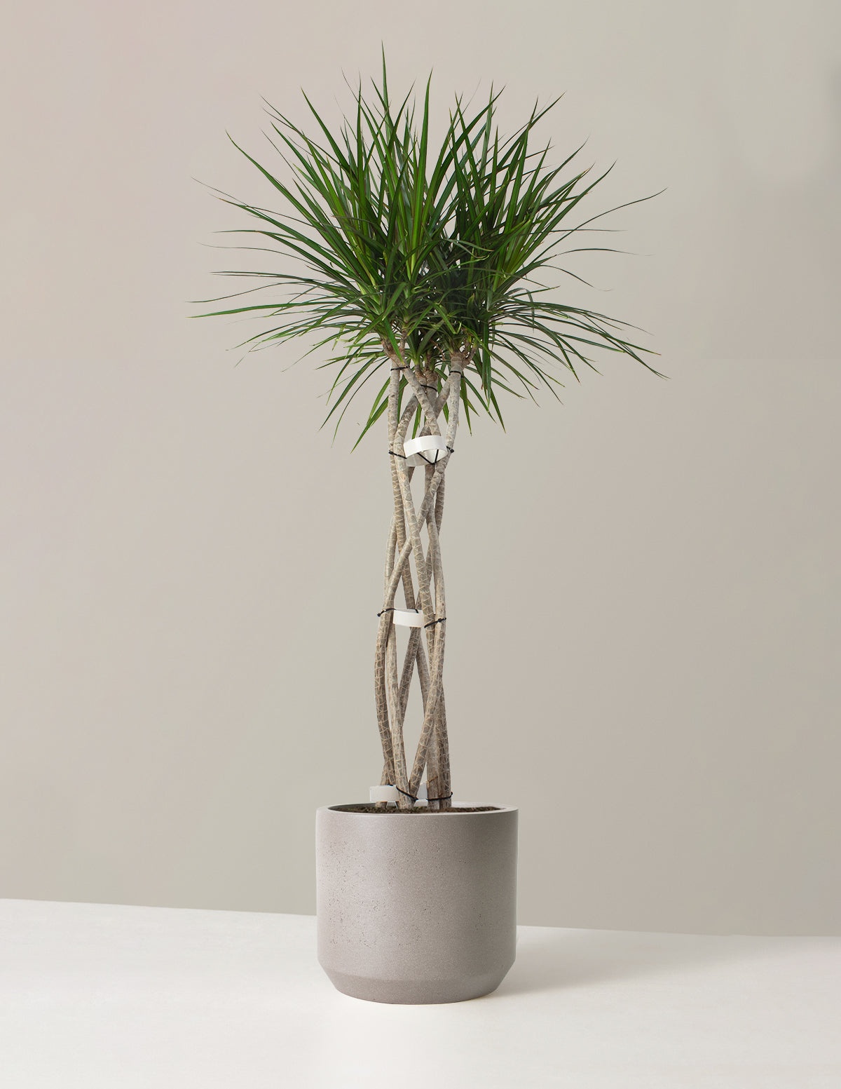 Dracaena Marginata Örgü Gövdeli (Open Weave)