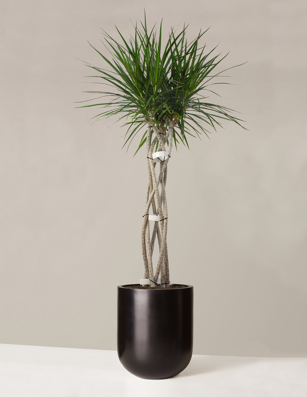 Dracaena Marginata Örgü Gövdeli (Open Weave)