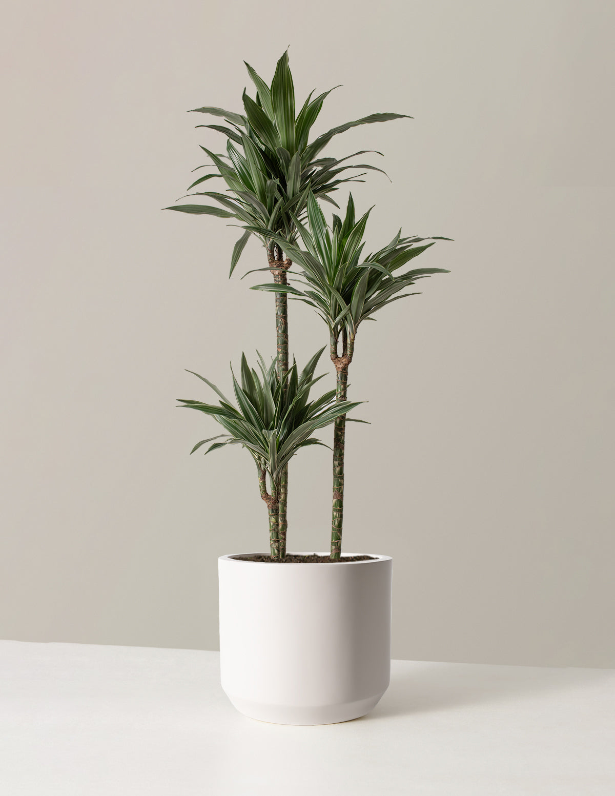 Büyük Boy Dracaena Warneckii