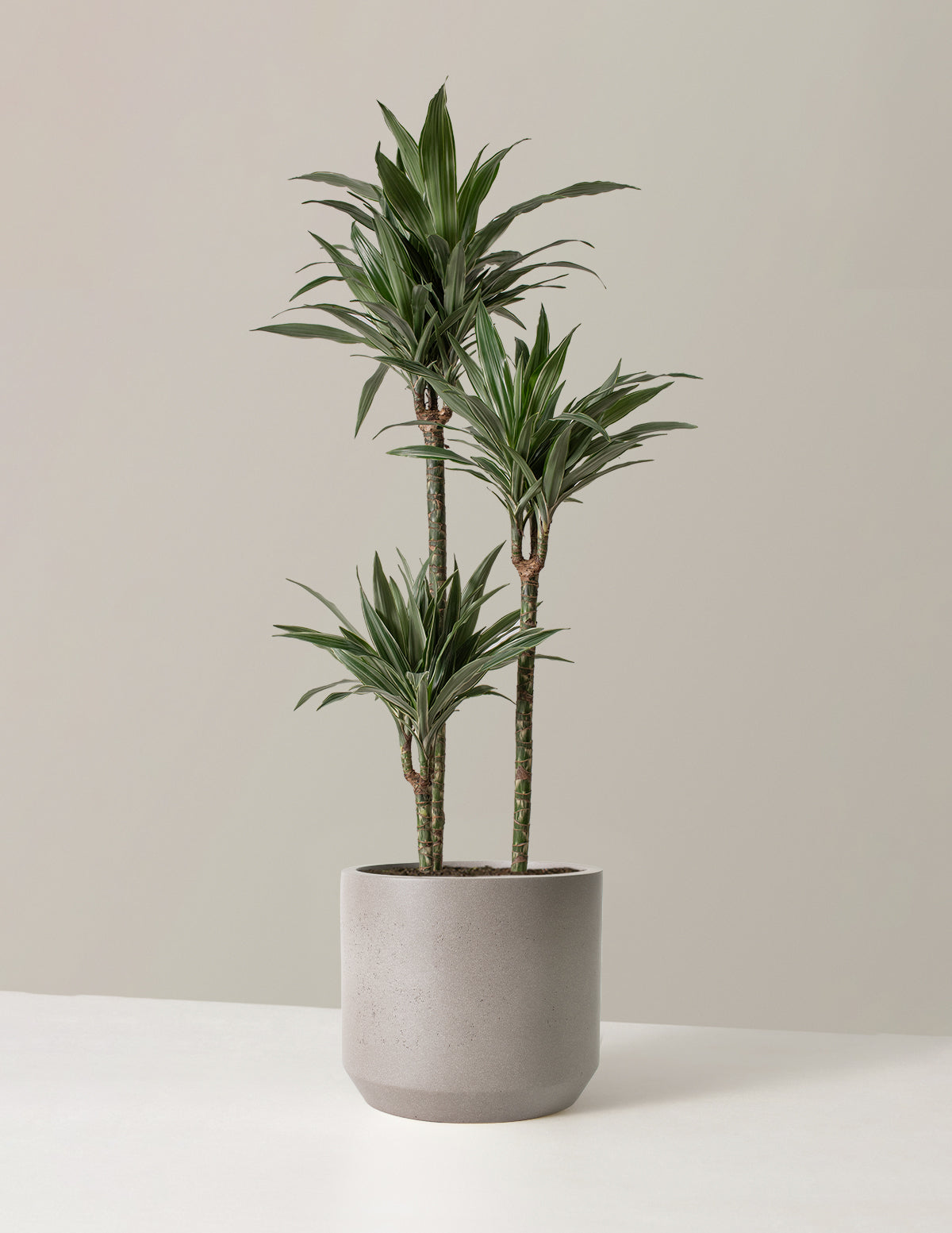 Büyük Boy Dracaena Warneckii
