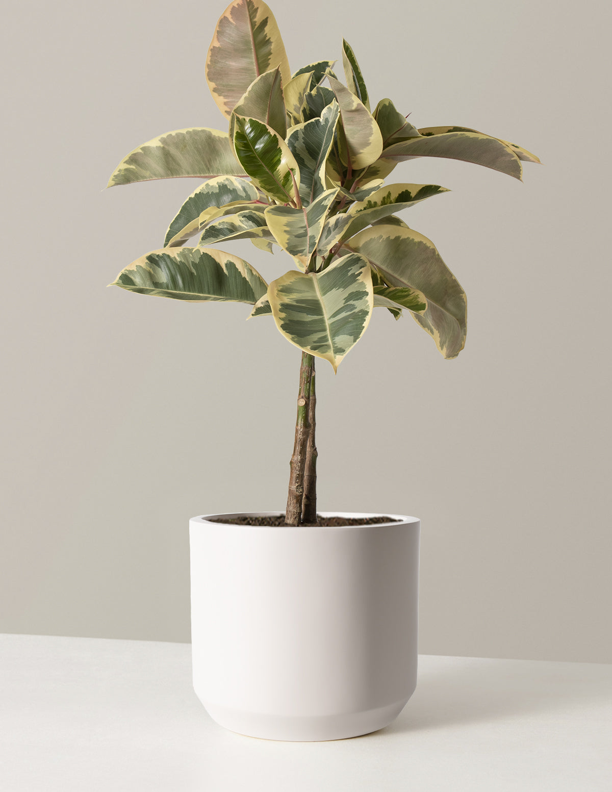 Ficus Tineke Ağacı