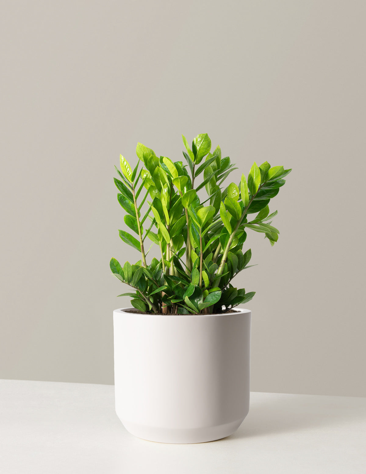 ZZ Bitkisi (Zamioculcas zamiifolia)