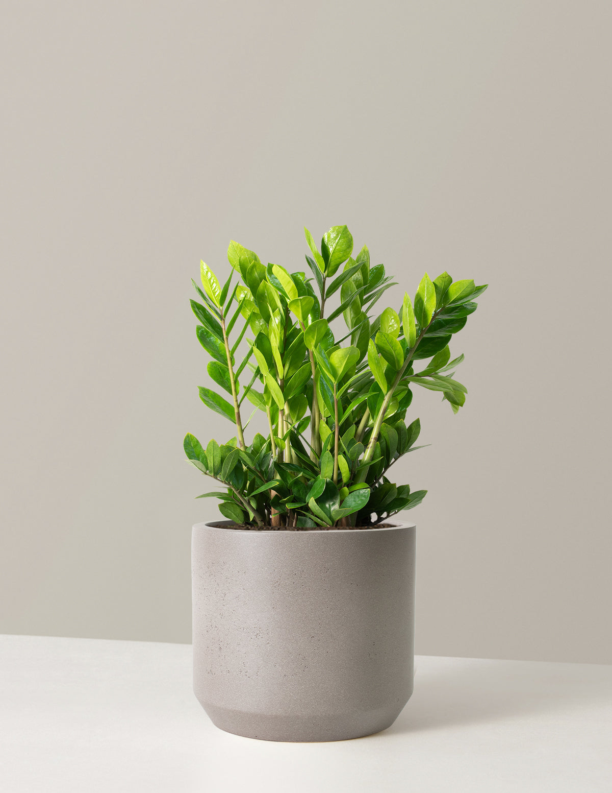 ZZ Bitkisi (Zamioculcas zamiifolia)