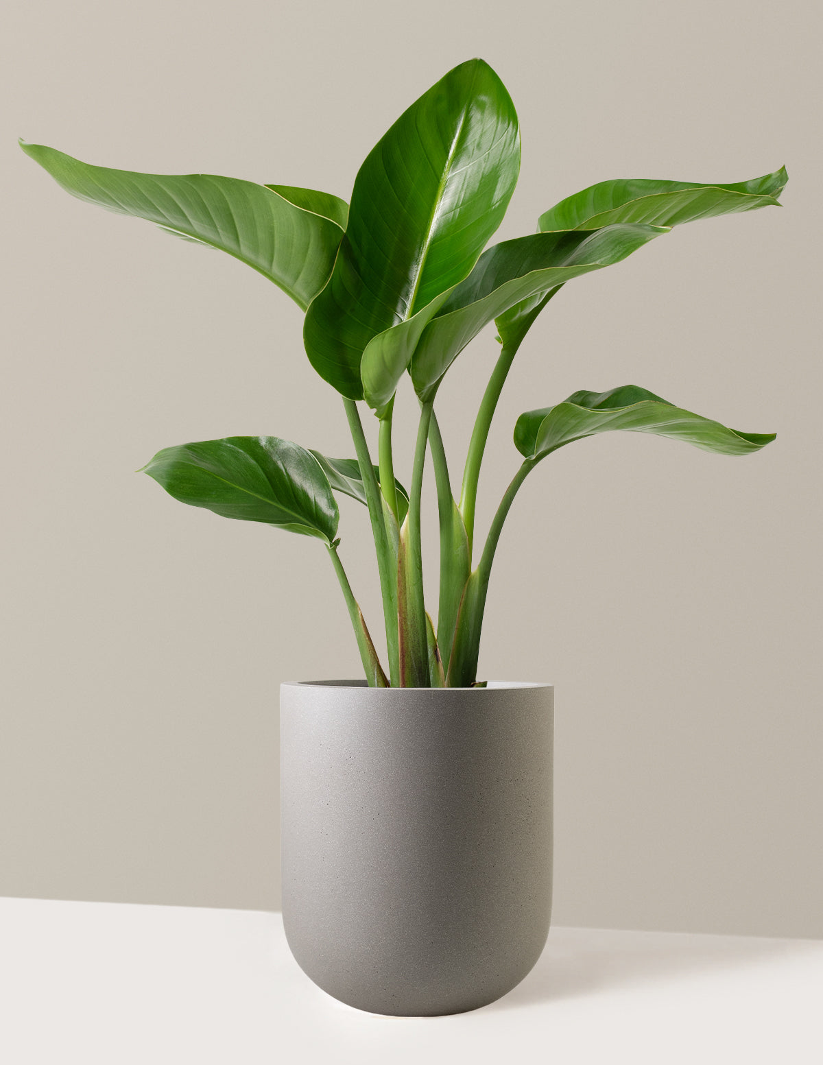 Cennet Kuşu Çiçeği (Strelitzia)