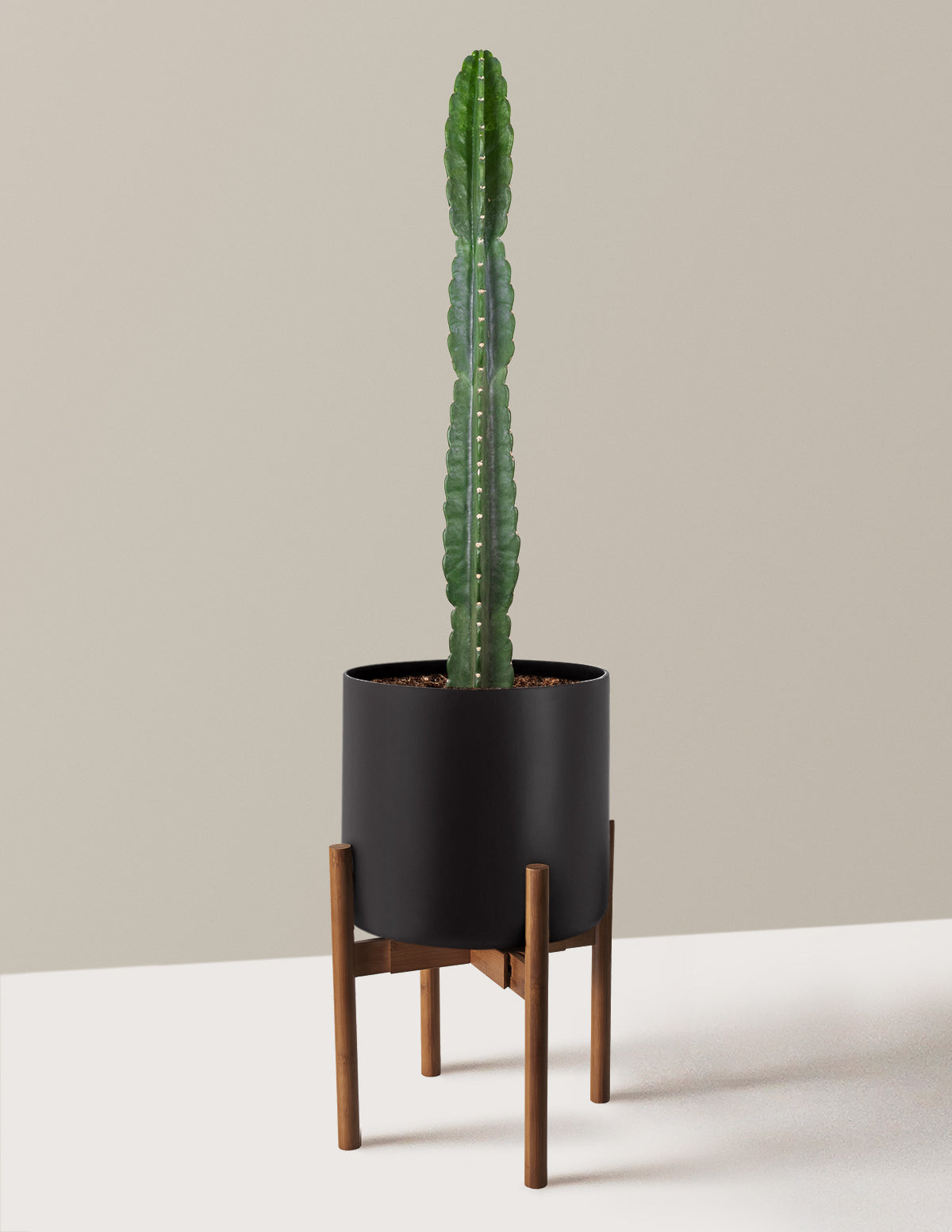 Cuddly Cactus (Dikenli Olmayan Kaktüs)
