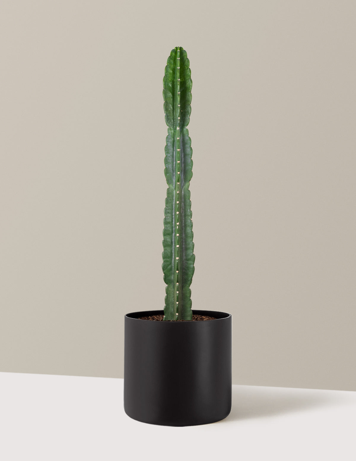 Cuddly Cactus (Dikenli Olmayan Kaktüs)