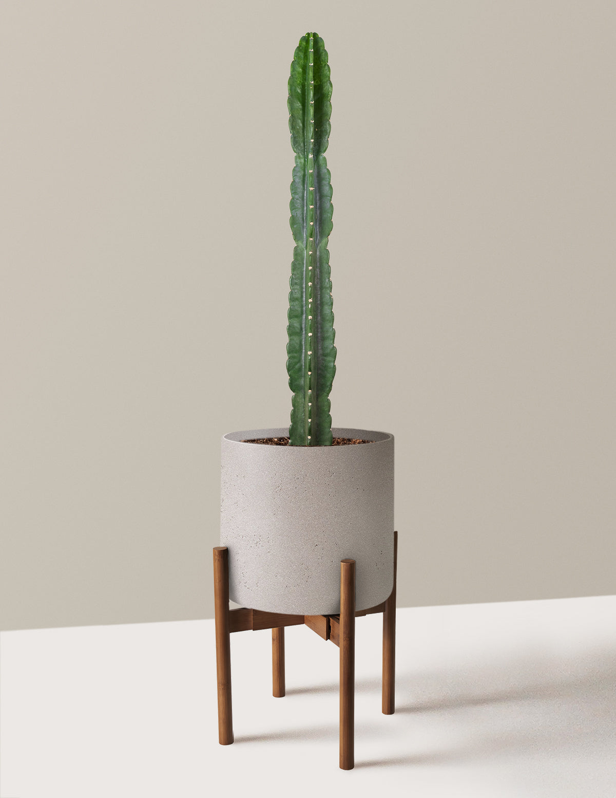 Cuddly Cactus (Dikenli Olmayan Kaktüs)