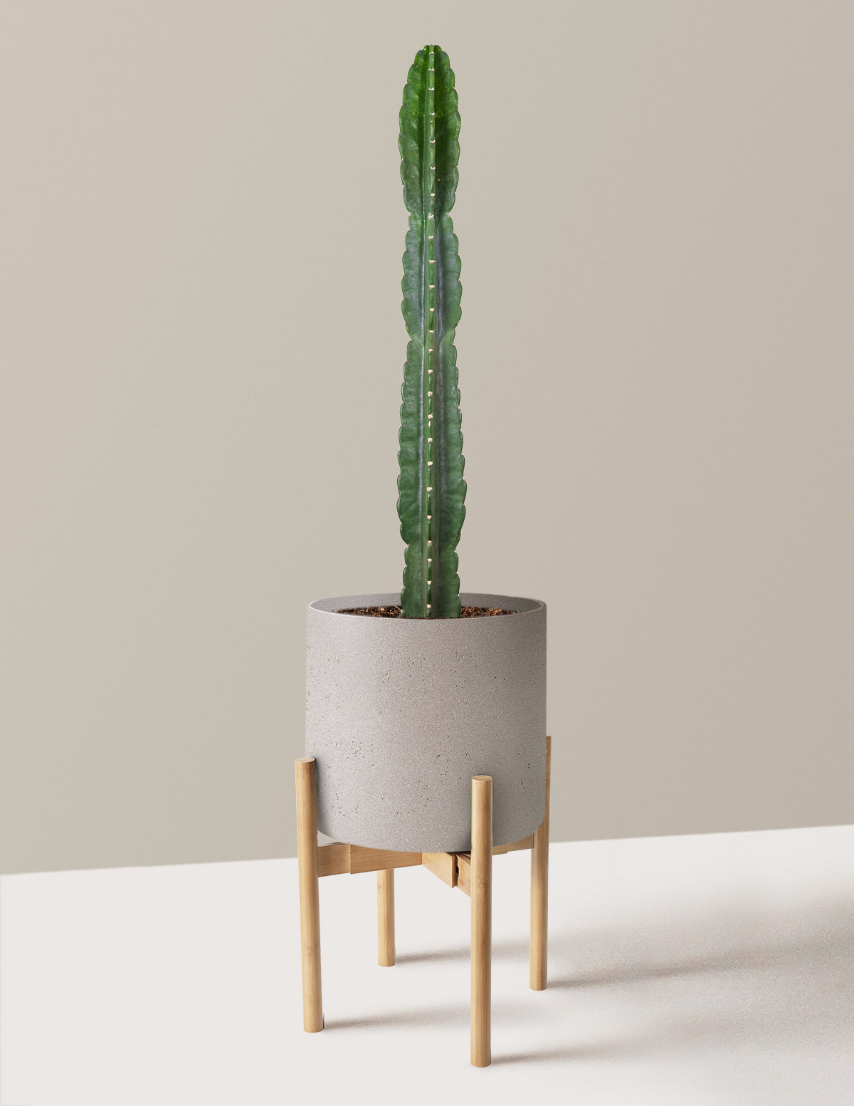 Cuddly Cactus (Dikenli Olmayan Kaktüs)