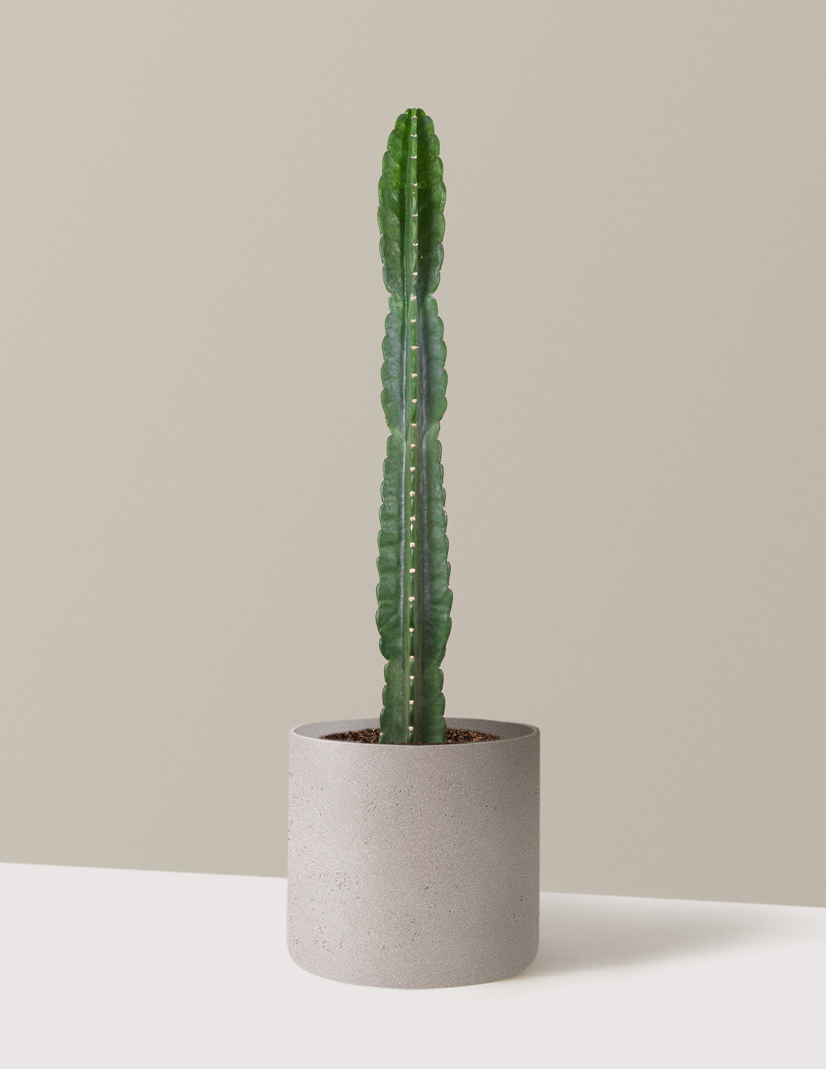 Cuddly Cactus (Dikenli Olmayan Kaktüs)
