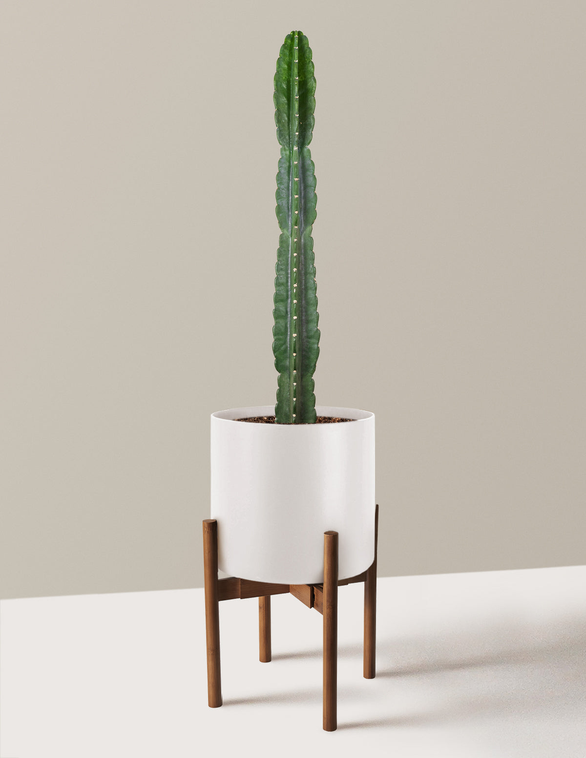 Cuddly Cactus (Dikenli Olmayan Kaktüs)