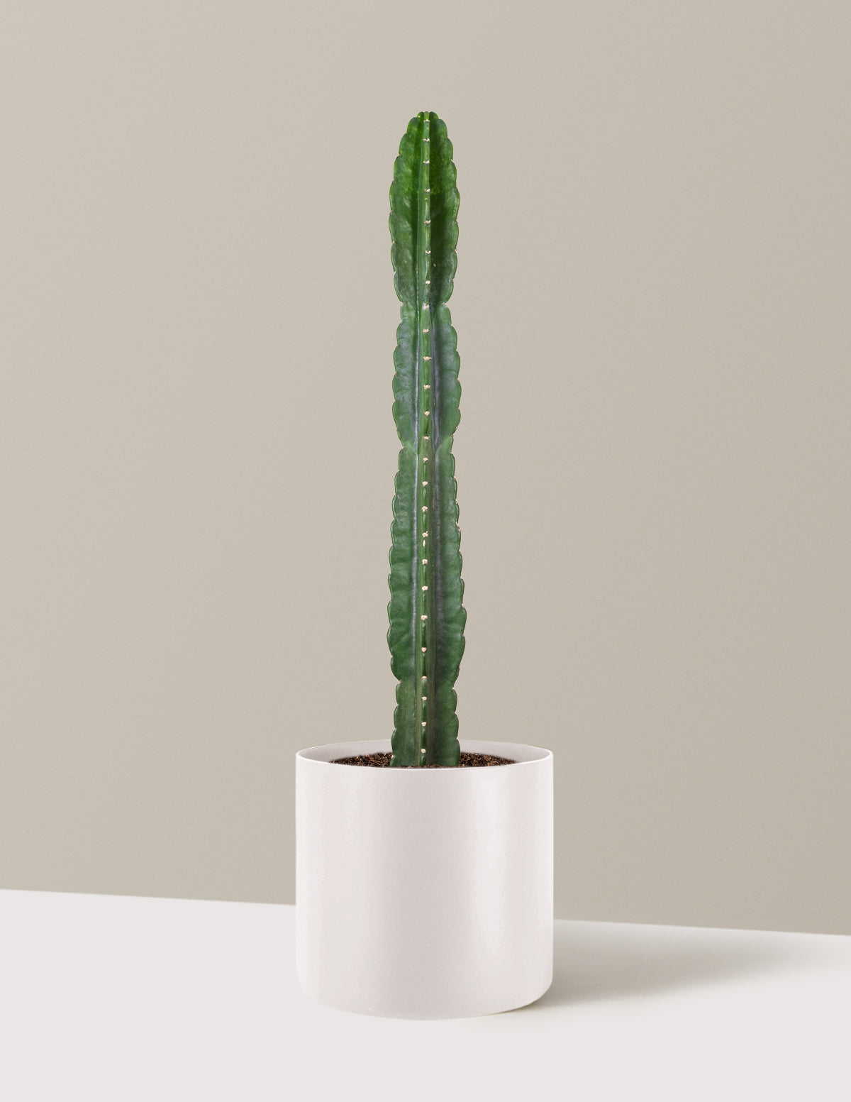 Cuddly Cactus (Dikenli Olmayan Kaktüs)