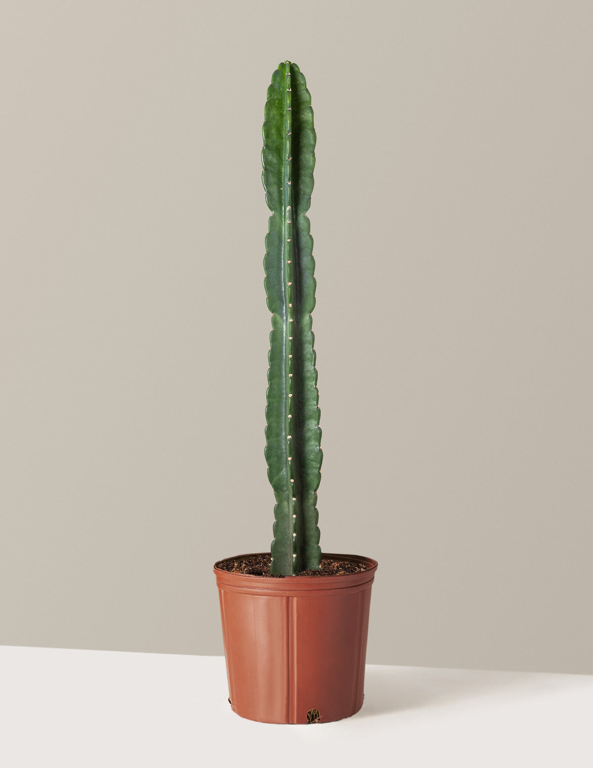 Cuddly Cactus (Dikenli Olmayan Kaktüs)
