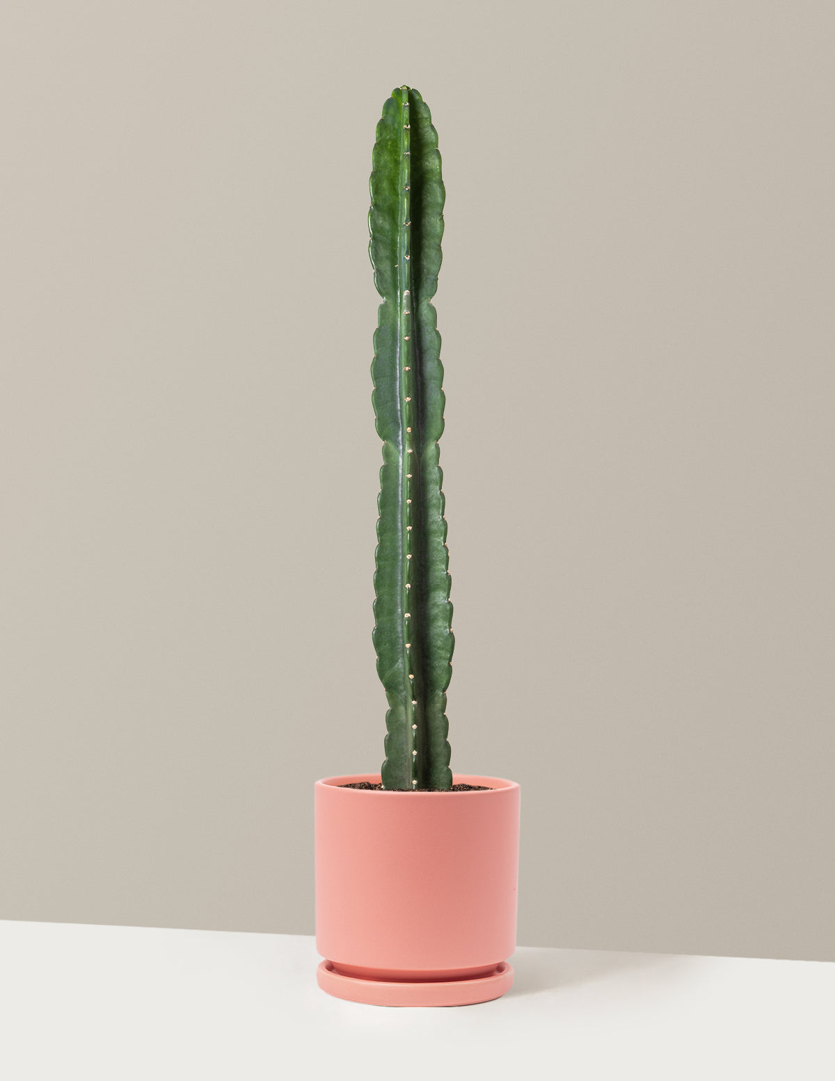 Cuddly Cactus (Dikenli Olmayan Kaktüs)
