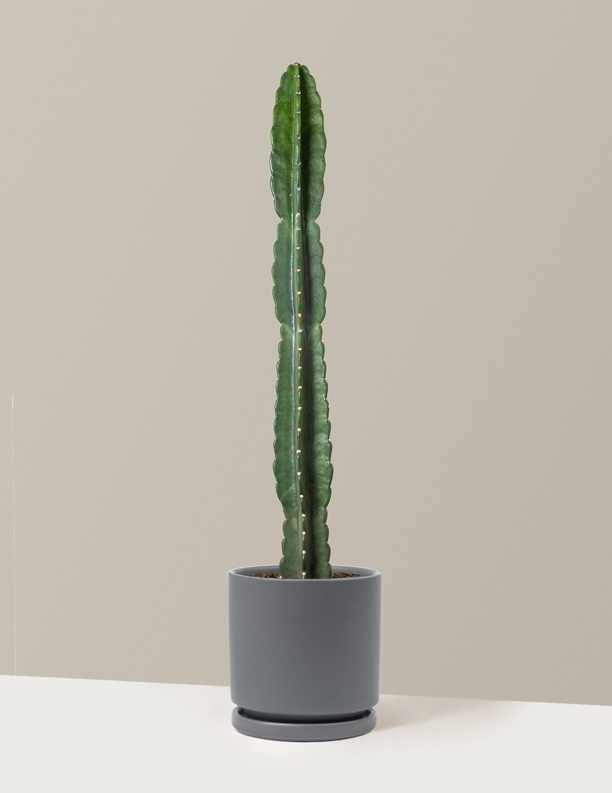 Cuddly Cactus (Dikenli Olmayan Kaktüs)
