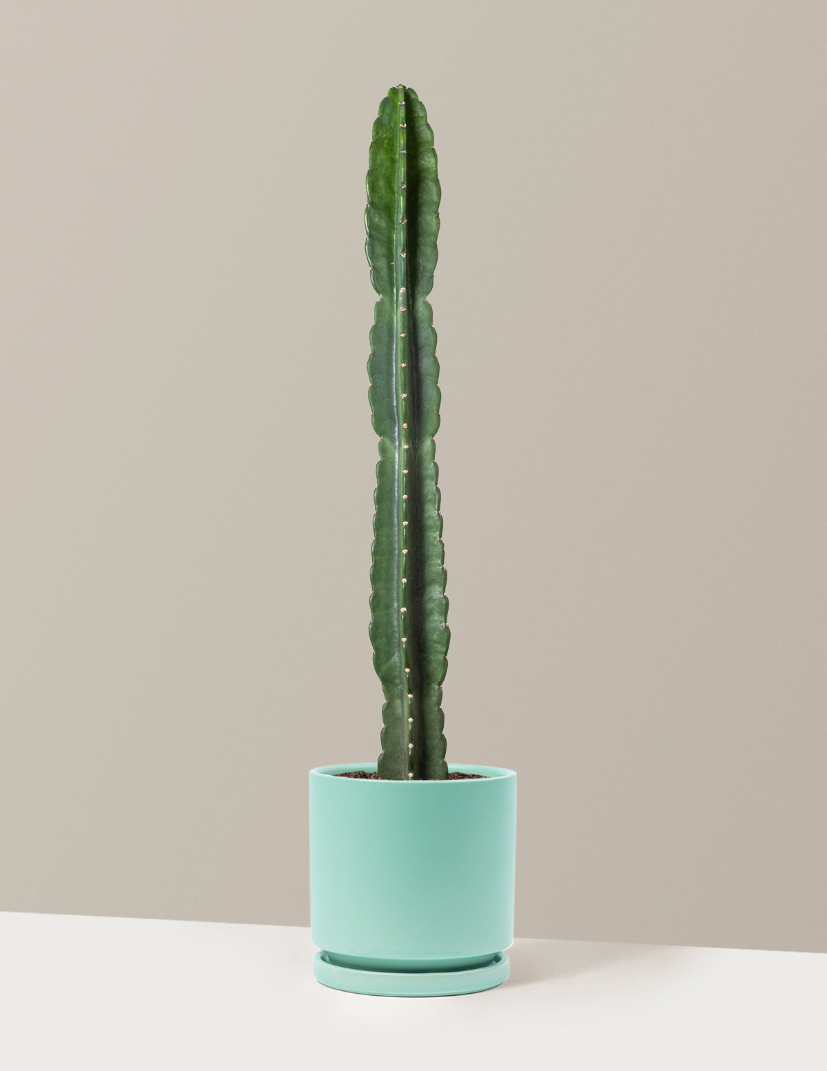Cuddly Cactus (Dikenli Olmayan Kaktüs)