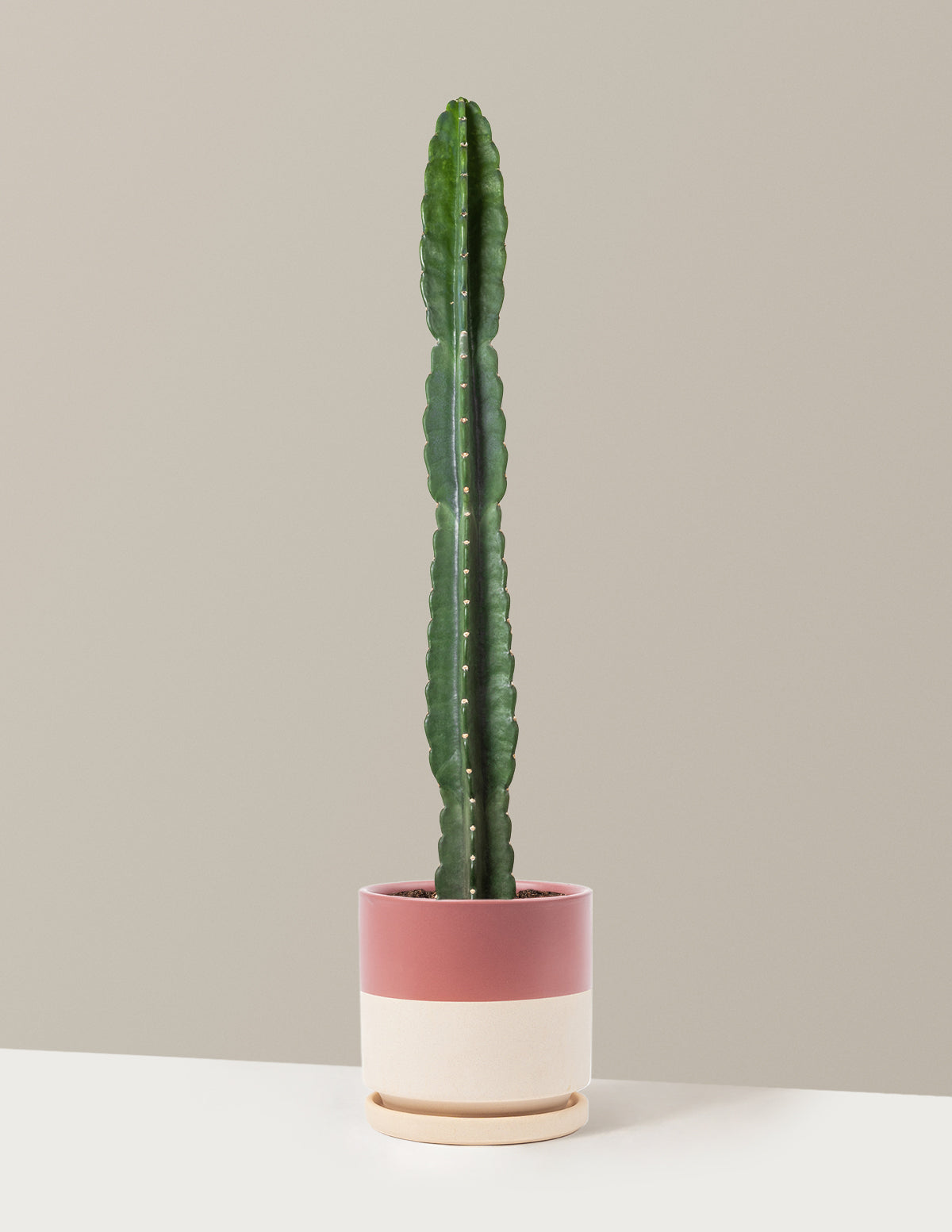 Cuddly Cactus (Dikenli Olmayan Kaktüs)