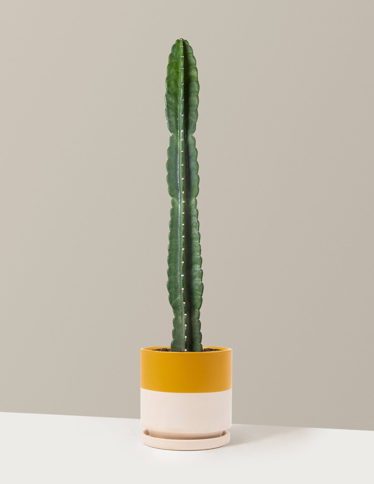 Cuddly Cactus (Dikenli Olmayan Kaktüs)