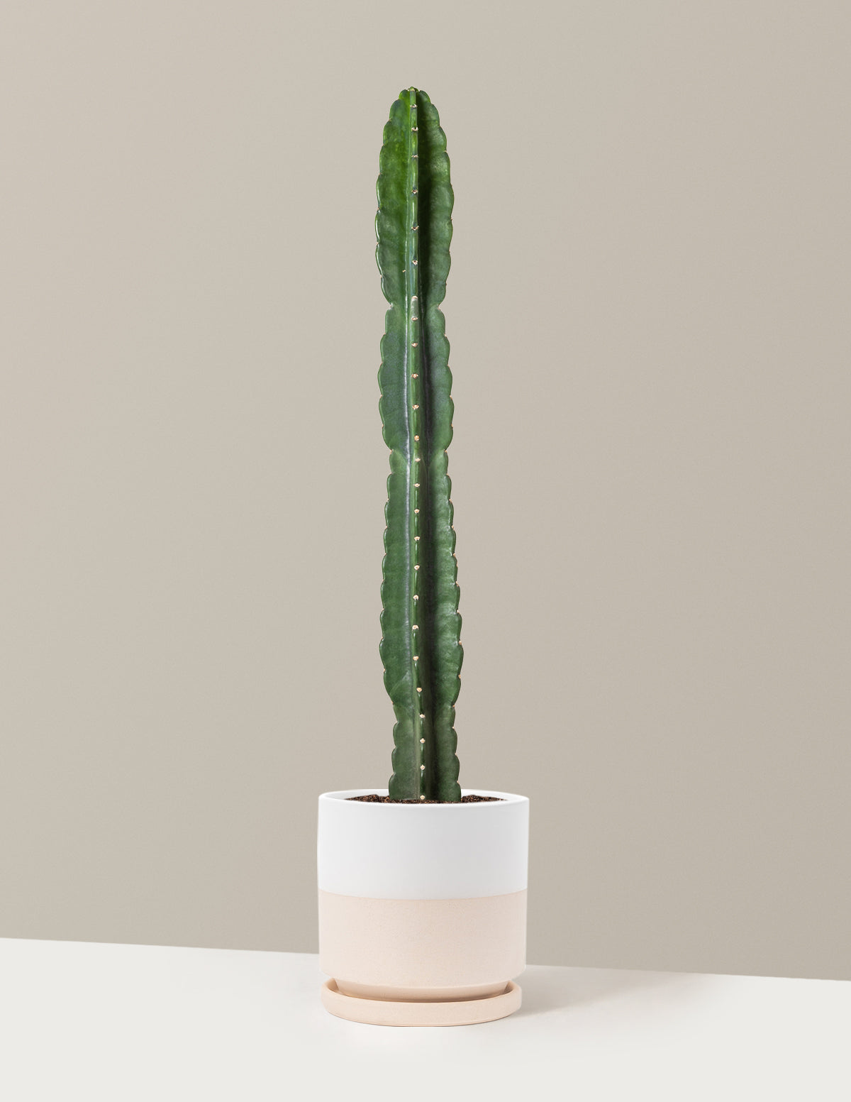 Cuddly Cactus (Dikenli Olmayan Kaktüs)