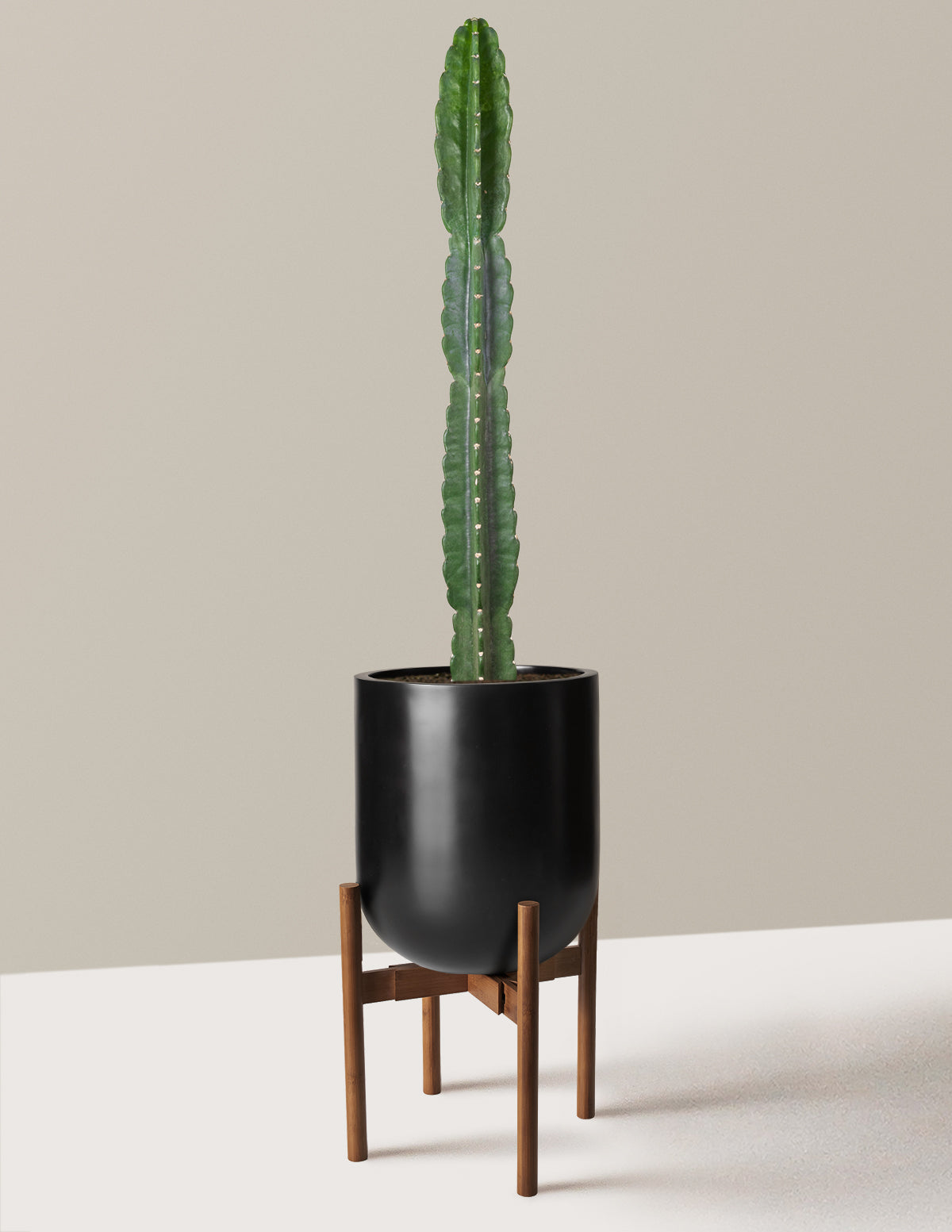 Cuddly Cactus (Dikenli Olmayan Kaktüs)