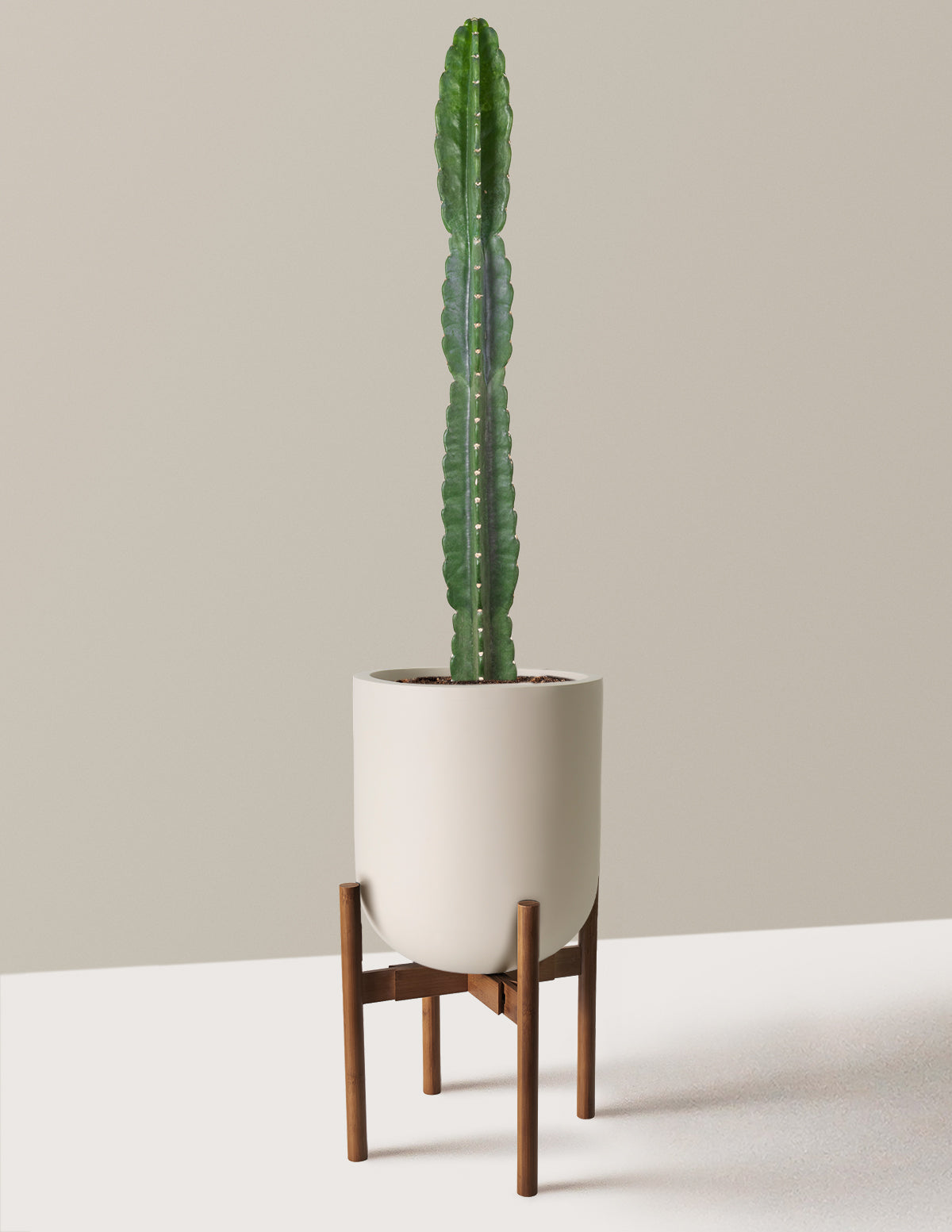 Cuddly Cactus (Dikenli Olmayan Kaktüs)