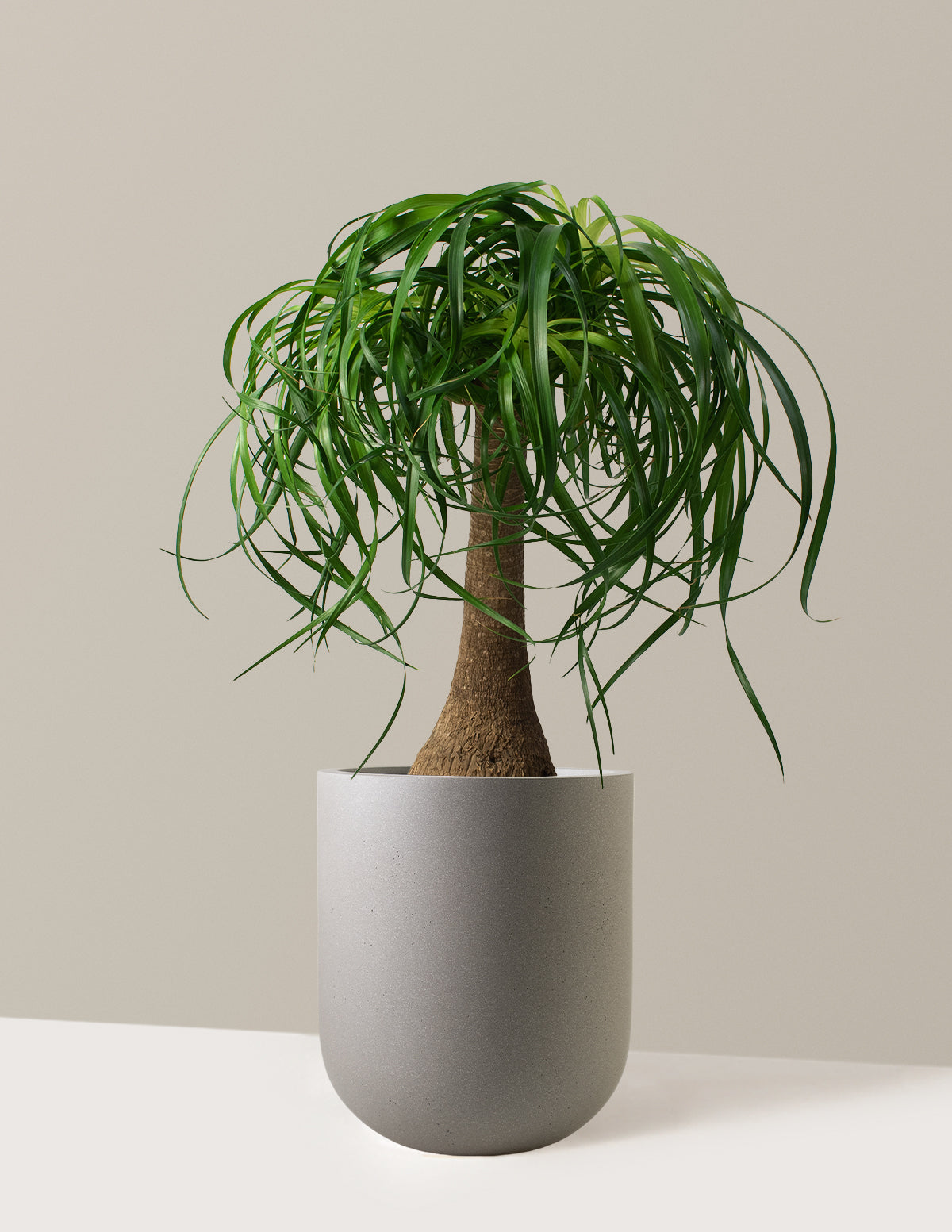 Ponytail Palm (Beaucarnea recurvata)