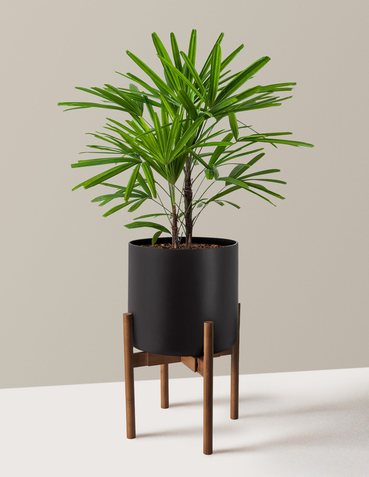 Büyük Boy Lady Palm (Rhapis excelsa)