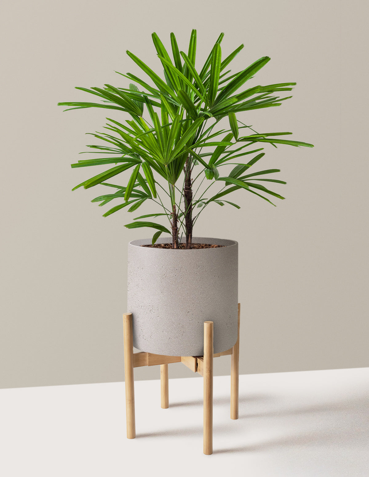 Büyük Boy Lady Palm (Rhapis excelsa)