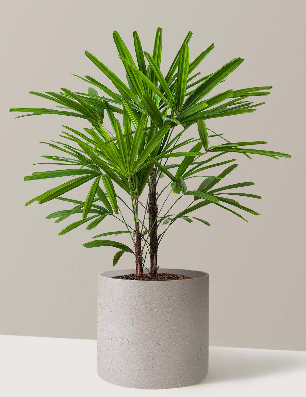 Büyük Boy Lady Palm (Rhapis excelsa)