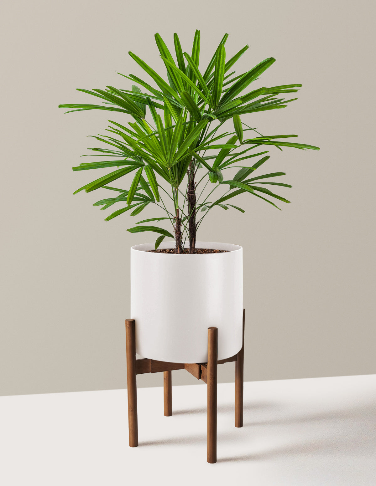 Büyük Boy Lady Palm (Rhapis excelsa)