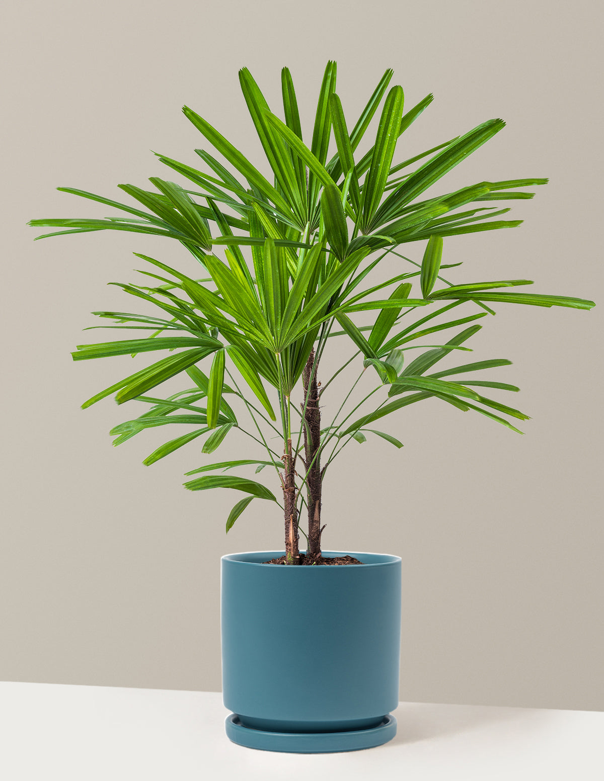 Büyük Boy Lady Palm (Rhapis excelsa)