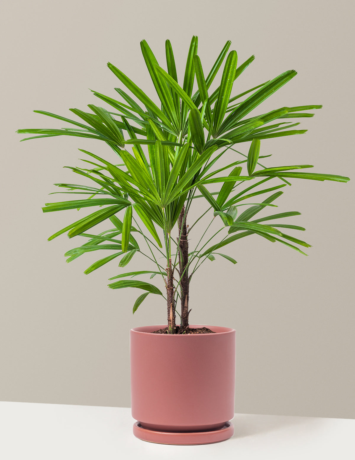 Büyük Boy Lady Palm (Rhapis excelsa)
