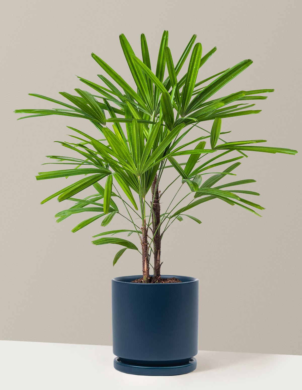 Büyük Boy Lady Palm (Rhapis excelsa)