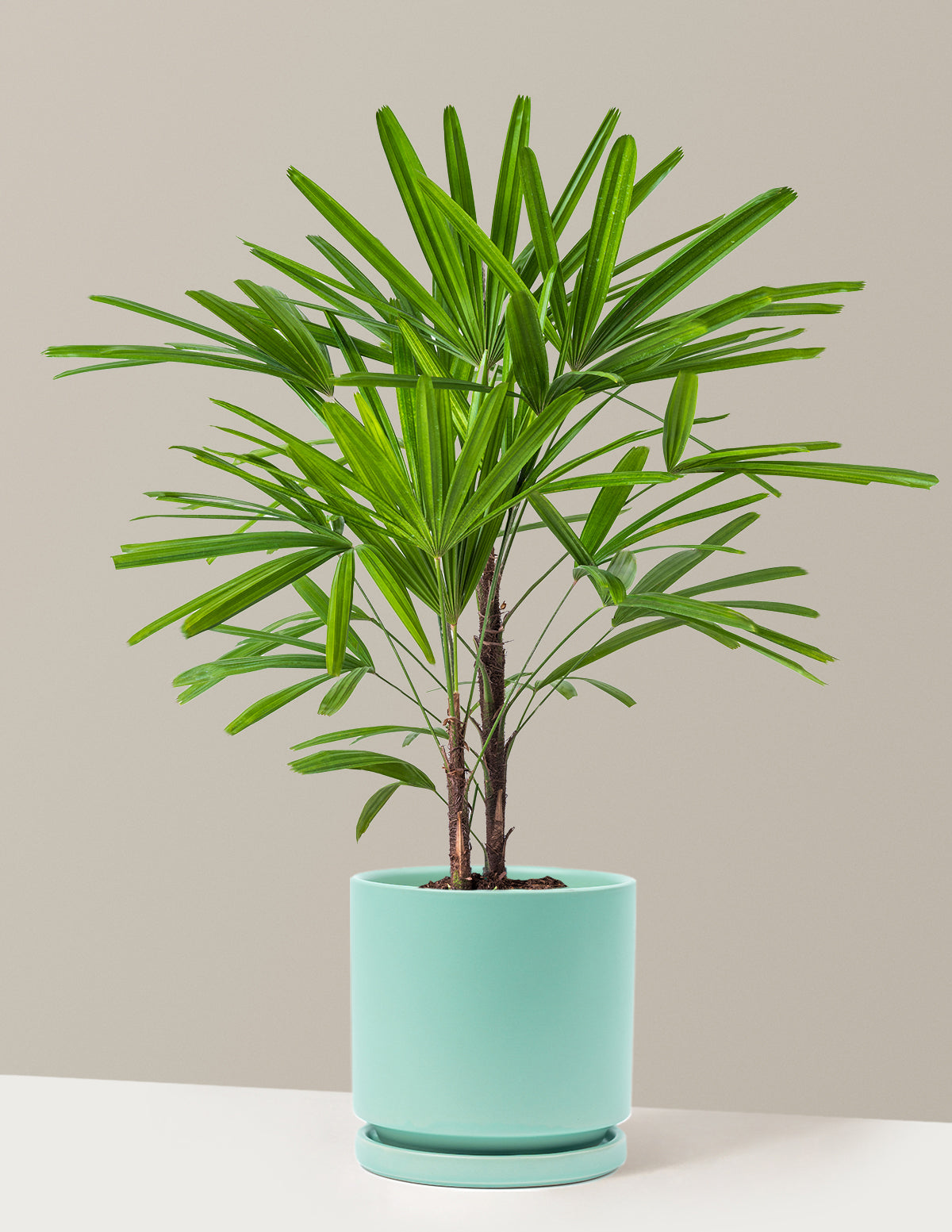 Büyük Boy Lady Palm (Rhapis excelsa)
