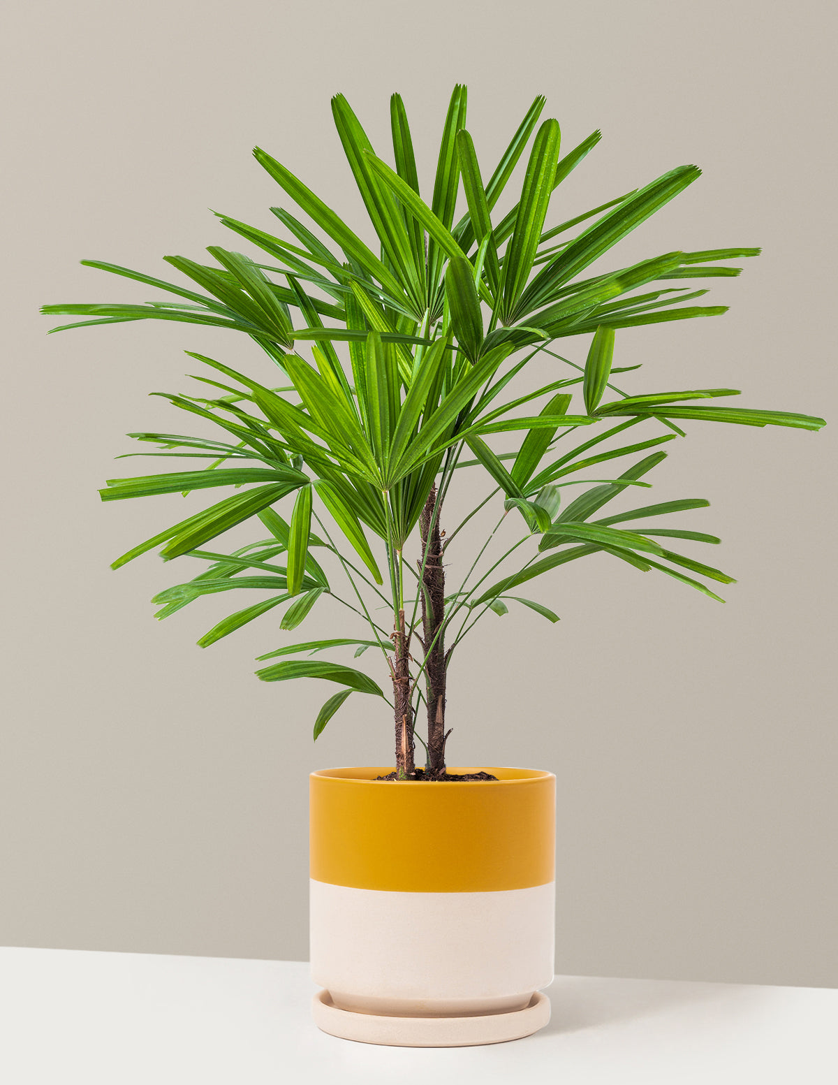 Büyük Boy Lady Palm (Rhapis excelsa)
