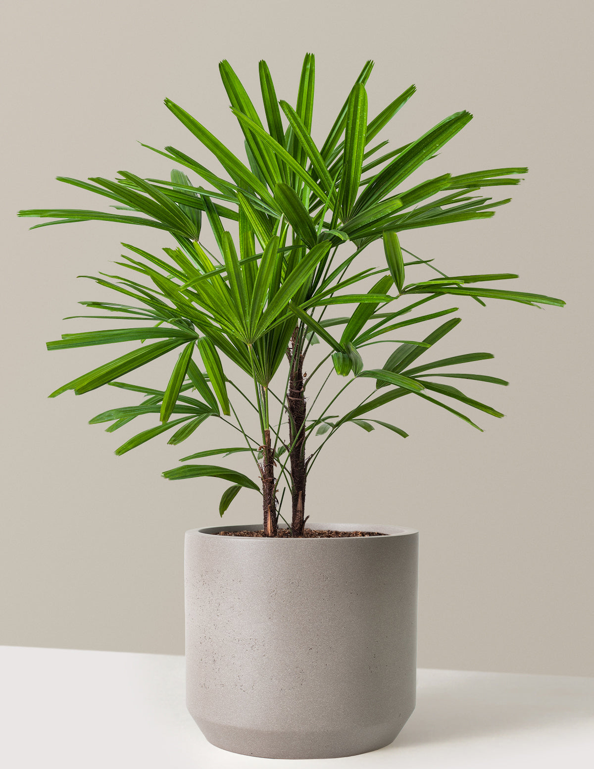 Büyük Boy Lady Palm (Rhapis excelsa)