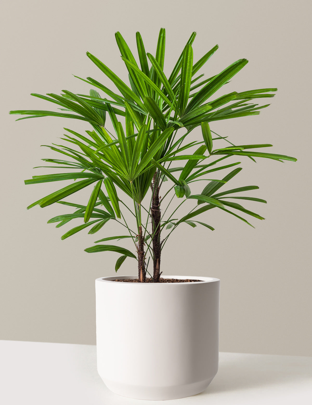 Büyük Boy Lady Palm (Rhapis excelsa)