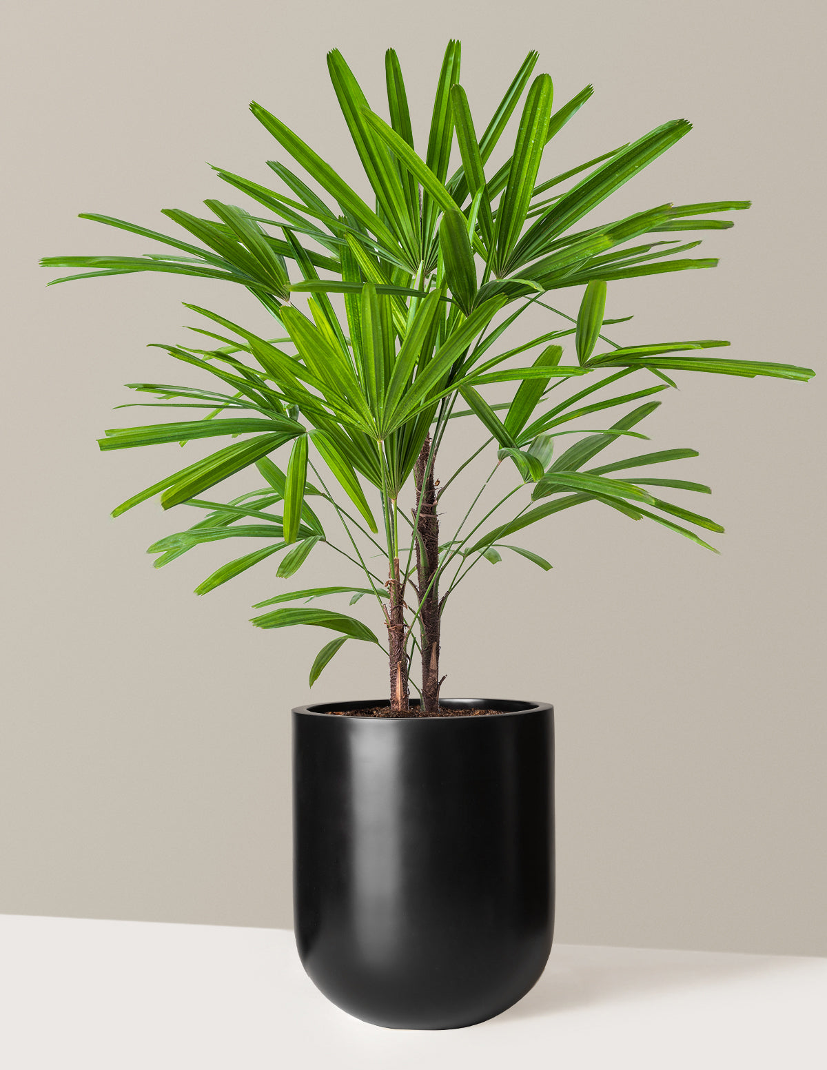 Büyük Boy Lady Palm (Rhapis excelsa)