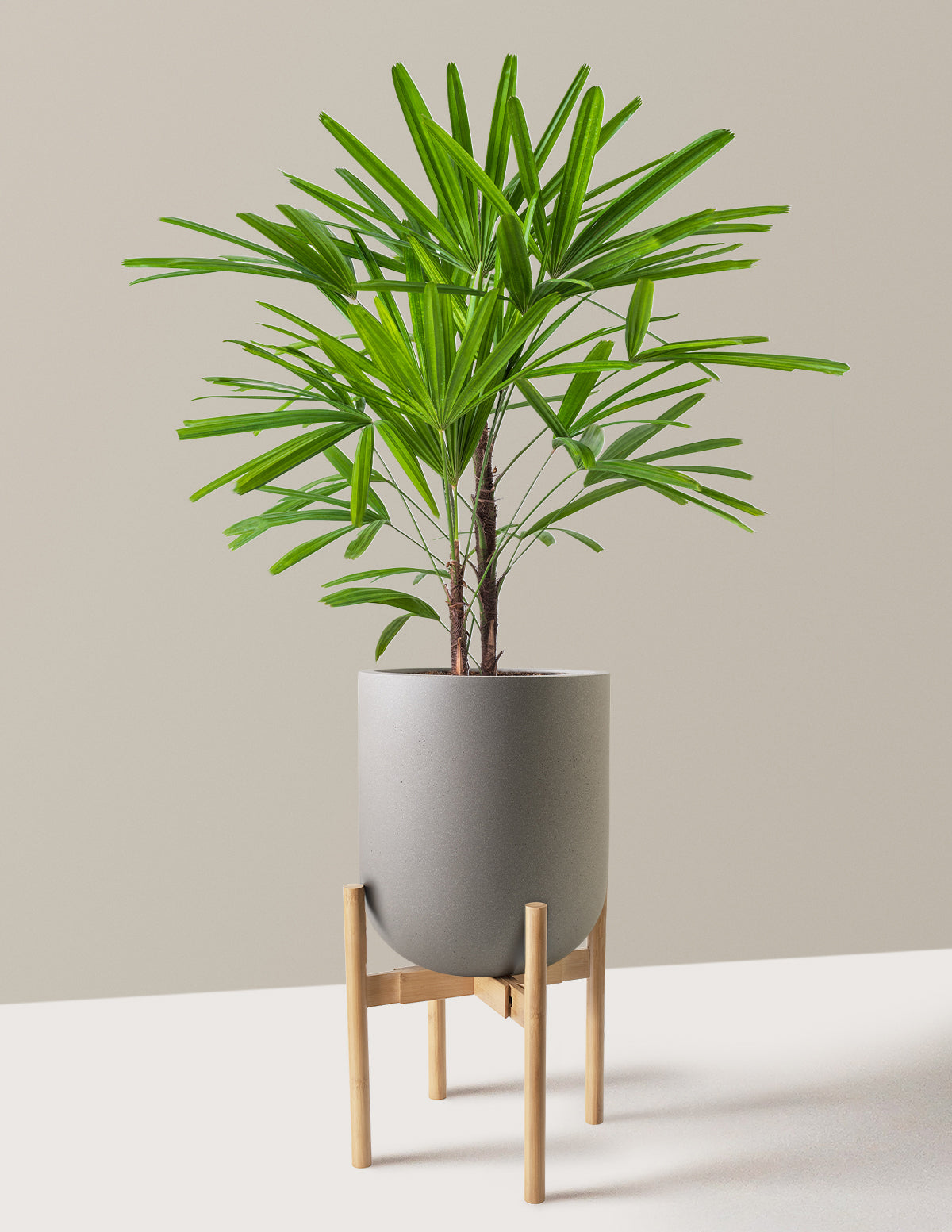 Büyük Boy Lady Palm (Rhapis excelsa)