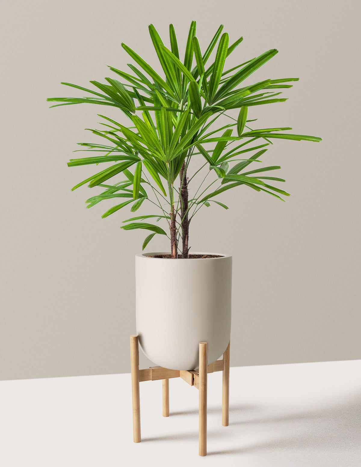 Büyük Boy Lady Palm (Rhapis excelsa)